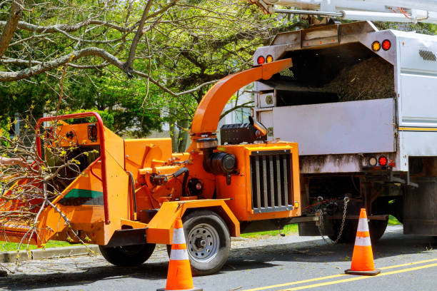 Professional Tree Removal and Landscaping Services in Pelion, SC